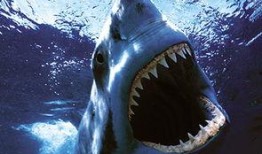 科普爆料大白鲨怎么做视频,科普视频中的捕食者生存智慧